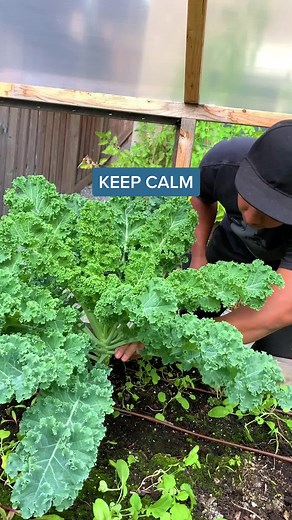 Winter Kale Harvest: A Calming Garden ASMR Video