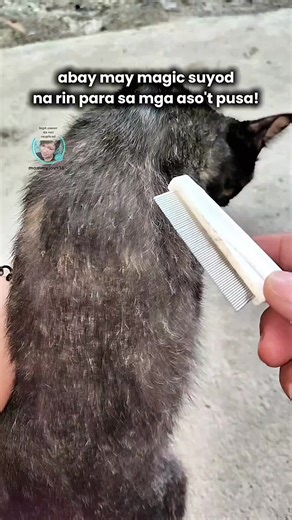 Effective Flea Comb for Cats and Dogs