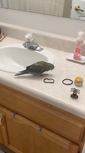 Haven’t had a baby Beaker throwback in awhile! Here he is around 10 months old 🥹 #birdsofinstagram #parrotsofinstagram #talkingbird #talkingparrot #cuteanimals #funnyanimals #babyanimals #baby #parrot #irn #nonstoptalkingparrot | Beakybeaker