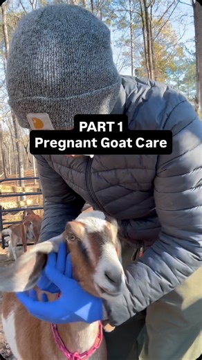 Goat Daddy's Farm and Animal Sanctuary on Instagram: "This video took WAY too long so there is a Part 2 OTW 😂 This is what we do for all of our expecting mothers to be. #goats #dairy #farm"