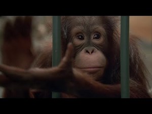 Baby's Day Out - Orangutan applauds and congratulates Gorilla on his latest victory over Eddie