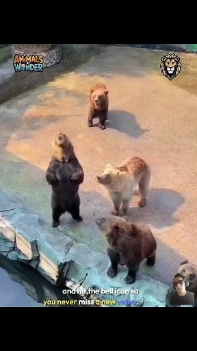 73K views · 272 reactions | Incredible unbelievable Rare footage Animal and Human Follow for more updates IF you like share with you are frainds #OMG #trend #trendingreelsvideo #comedy #fypシ゚ | Wildlife World | Facebook