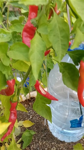 homemade Drip irrigation system from a bottle