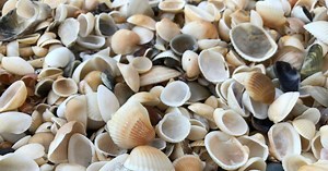 Ramasser des coquillages et des galets sur la plage : ne faites pas ça