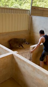 1.6M views · 2.8K reactions | #pigs #pigsofinstagram #pig #piggy #minipig #pigstagram #animals #piggies #minipigs #piglets #piglet #piglife #piglove #vegan #oink #pigsofig #pigsaspets #cute #minipiglove #minipigsofinstagram #love #friendsnotfood #petpig #animalrights #cutepig #piglover #farmlife #instapig #cutepigs #minipiglife | Food Survive US | Facebook