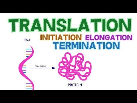 TRANSLATION - 3 PHASES - INITIATION, ELONGATION and TERMINATION - PROTEIN SYNTHESIS