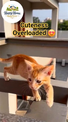 Cat video ! Cat voice ! Cat sound ! Cat meowing ! Kitten meowing #viral