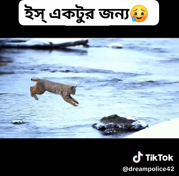 Lynx Jumping Across a Frozen River in Winter Landscape