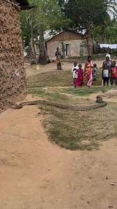 A snake is entering the house🐍🐍 | SnakeWorld TV