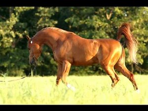 Major Shock chestnut Arabian Stallion