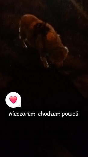 #kira_golden_retriever_senior #golden_w_wielkim_miescie #goldenretrieverpoland #seniorgoldenretriever #kirapies #kiragolden #kira #spacer #seniorka #Goldenka #goldenterriver #dom #szczęście #zadowolona #kochana #ciekawa #madka #rehabilitacja | Marcela Kozłowska