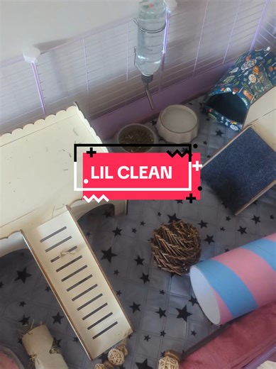 Cleaning the Piggy Pen: Happy Guinea Pig Care