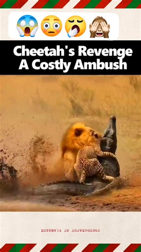 Lion and Cheetah vs crocodile‼️A Costly Ambush .#cheetah #crocodile #lion #wildlife | Tedo Seifu