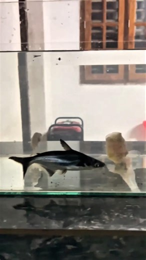 monster fish വാങ്ങിയപ്പോൾ part 2 #nilaguppies
