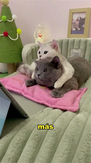 Súper dulce pareja de gatitos