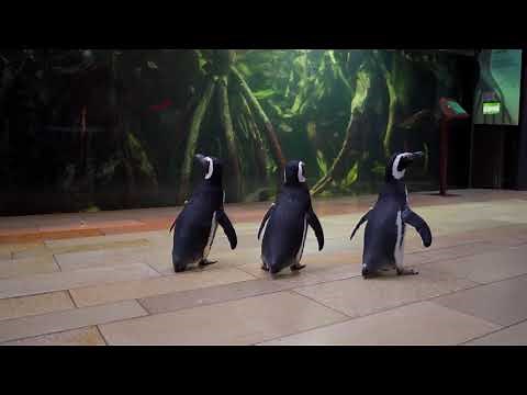 The Shedd Aquarium Penguins Visit the Amazon