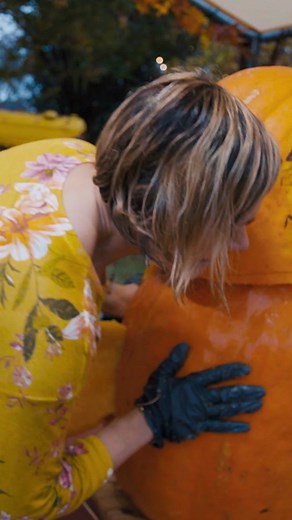 Outrageous Pumpkins | Stream Now on Discovery