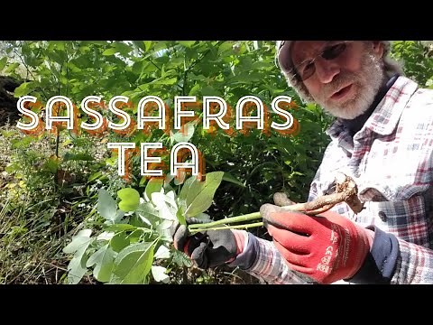BENEFITS of Sassafras Tea!