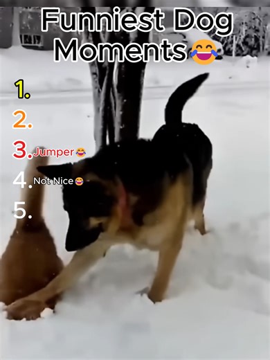 Hilarious Dog Moments That Will Make You Laugh