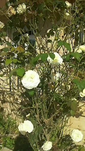 Vidéos de Mimi( Amed_Mehdi ghiles)❤️🤩 (@mimimakeup93) avec