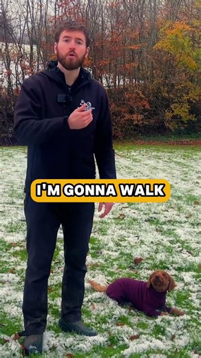 Two easy ways to get your cockapoo to relax at home