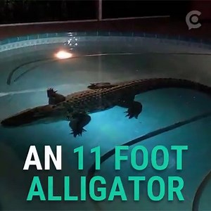 153K views · 23 reactions | Holy Cow! An 11-foot alligator was found in private swimming pool in Florida. https://bit.ly/2EagA8p | WPDE ABC15 | Facebook