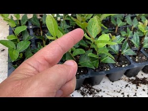 Crapemyrtle Propagation update - we've got roots!!