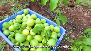 Journey Through India’s Passion Fruit Harvesting Process