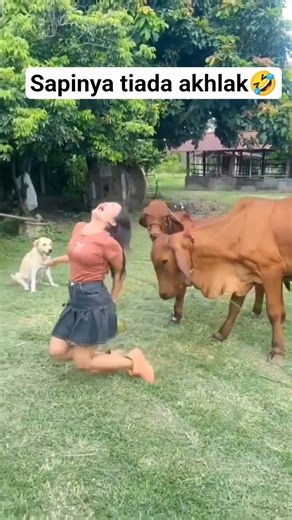 Sapi 🤣 What Can Be Learned From This Video?#comedy #funny #like