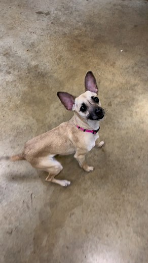 Good morning from Ermine! This girls brother got adopted on Saturday and she is waiting for her forever home!! Ermine is a 3 year old terrier mix! She is timid with new people at first but with some patience and hotdogs, she will be your bestie in no time! | Dubois County Humane Society