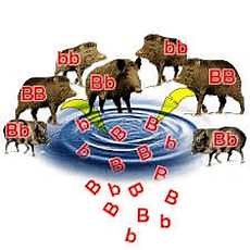 Population and Genetics