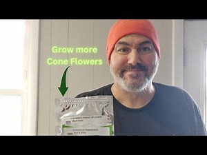 How to grow ECHINACEA from seed : Beginner's Complete Guide
