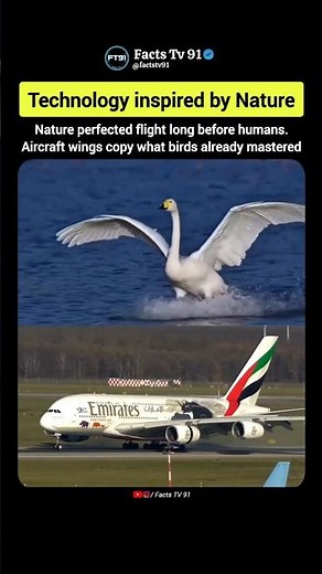 How Nature Inspired Modern Aircraft Wing Design