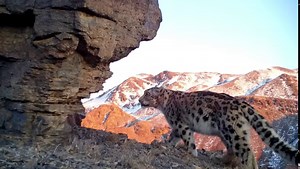 140K views · 4.8K reactions | Despite their solitary reputation, snow...