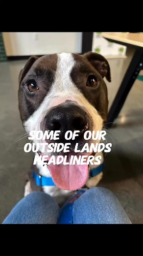 2.3K views · 83 reactions | Did you miss Doja Cat's Outside Lands performance last night? fear not! check out our exclusive headliners all available for adoption at SFACC! | Animal Care & Control San Francisco | Facebook