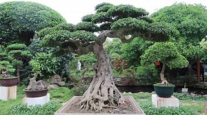 4.4K views · 29 reactions | Cây Cóc Lạ Của Bác Dũng Tân Thái Nguyên Xem Mà Mê Li | Mạnh Bonsai | Facebook