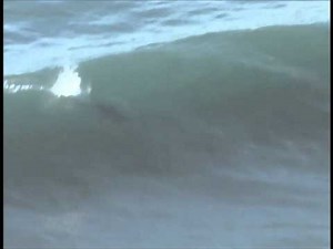 DOLPHIN SURFING WIPEOUT: Extremely Rare Footage