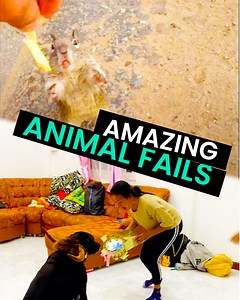 80K views · 1.4K reactions | Hilarious Animal FAILS | Animal Antics | Facebook