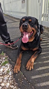 Dog Training in the 🌞 with the big boy #lucifer (what a name 😅) Thanks to @kovacsnasa and @everybody_loves_brick for helping out 🔥👌 Working on Lucifer being calm and neutral in public and around other #dogs | Positive K9 Training