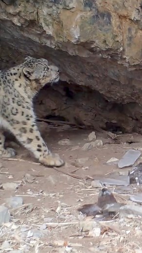 11K reactions · 529 shares | Turn Your Love for Cats into Real-World Impact! Want to learn more about the elusive snow leopard and help us protect this endangered big cat? Consider a snow leopard adoption - your contribution funds our conservation work to protect this iconic species. Make a difference at snowleopard.org/adopt | Snow Leopard Trust | Facebook