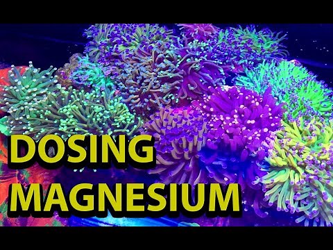 Dosing Magnesium In A Reef Tank