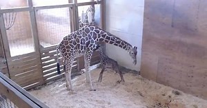 April the Giraffe finally gives birth