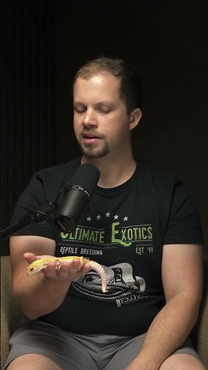 Handling Your Leopard Gecko! 🦎🤍