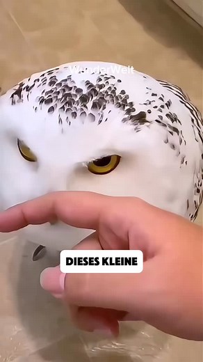 Die Schnee-Eule: Hedwig aus der echten Welt | Imperium Collection