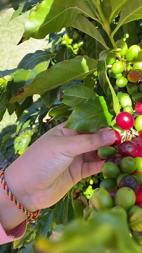 7.2K views · 131 reactions | coffee bean #coffee #beans #homegrown #gardening #plant #harvest #coffeepassion #coffeemaker #mycoffee #viralpost | Growwithnith | Facebook