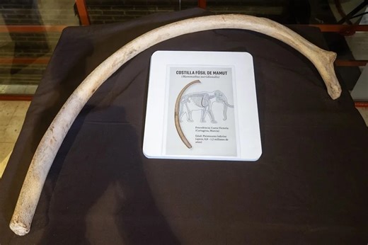 Descubren una invaluable costilla de mamut pleistocénico en Cartagena