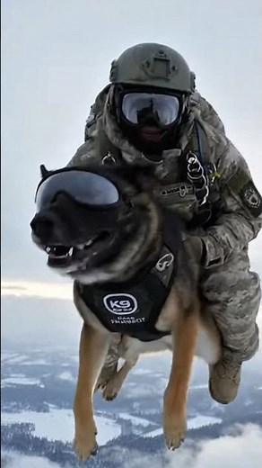 Elite K9 vs Threat | Tactical Dog Action🐕‍🦺🔥 #k9 #k9training #malinois #viral #k9unit #wildlife