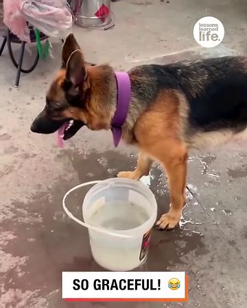 551K views · 17K reactions | That's not a dog. It's an elephant.   | Lessons Learned In Life | Facebook