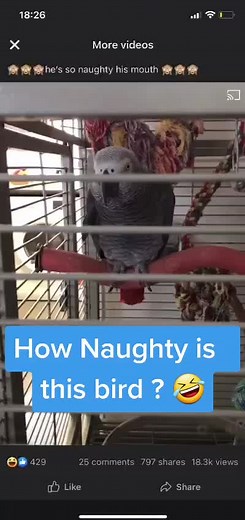 Hilarious Swearing Parrot Compilation | Naughty Bird Talking Bad Words