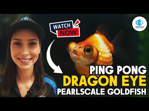The Cutest Round Fish Ever? Meet the Ping Pong Dragon Eye Pearlscale!